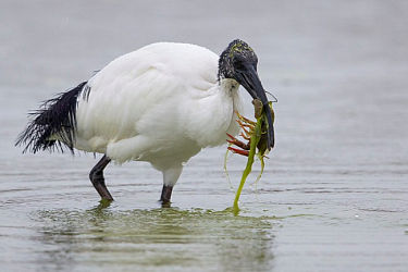 50199