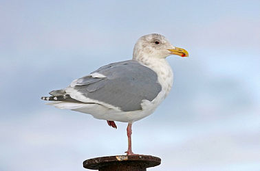 65146