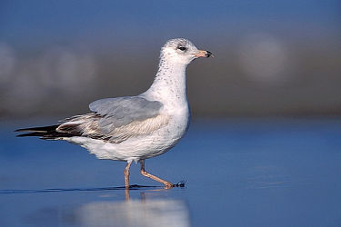 71512