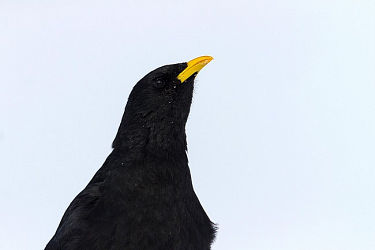 95985