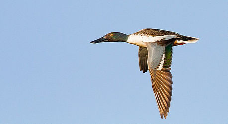 96234
