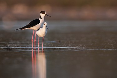 97619
