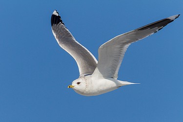97851